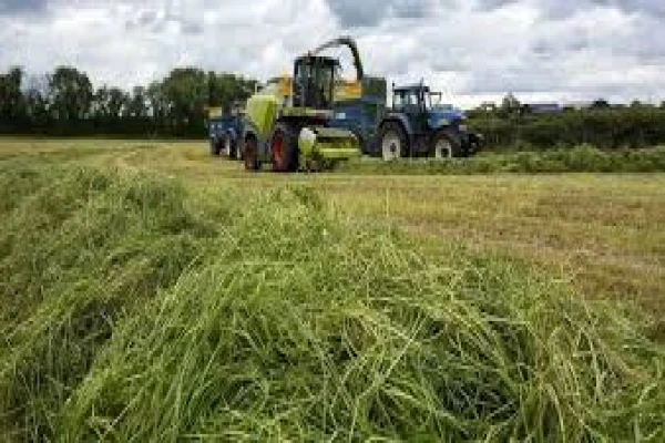 ভুট্টা সাইলেজ